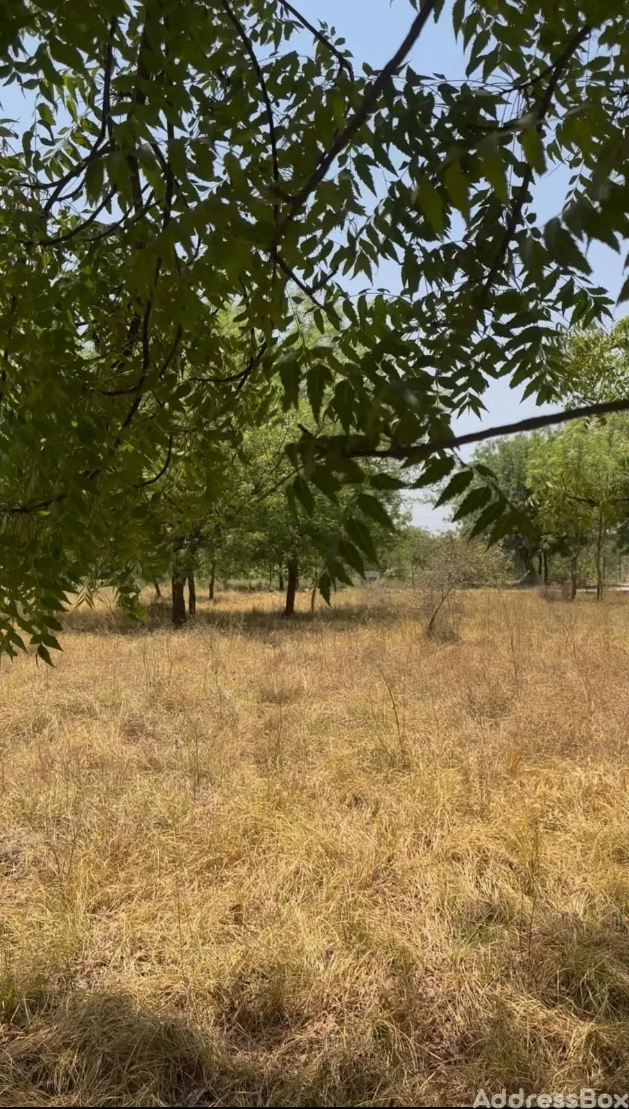 Residential Plots for sale in The Orchards, Thol, Ahmedabad