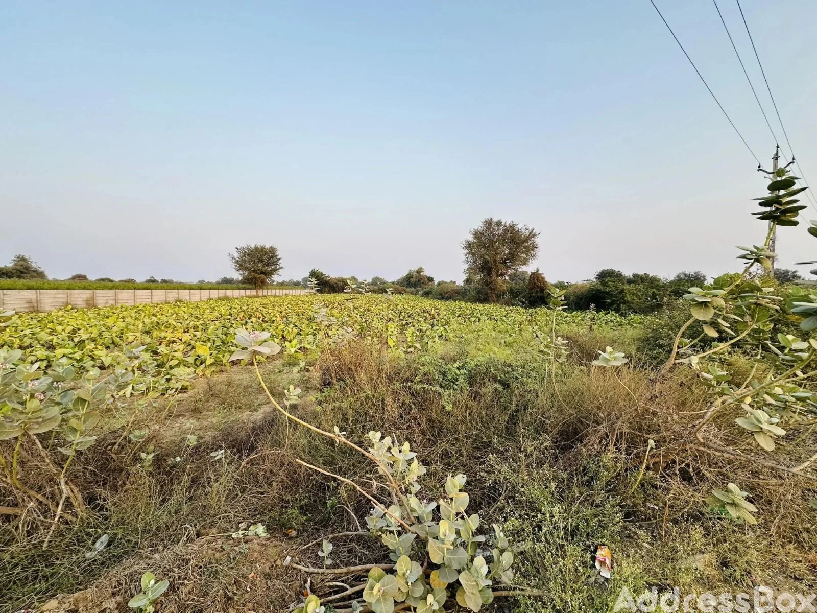 Residential Plots for sale in Kaneti Rd, Kaneti, Ahmedabad